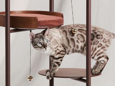 pet5.jpg