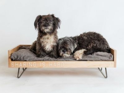 pet8.jpg